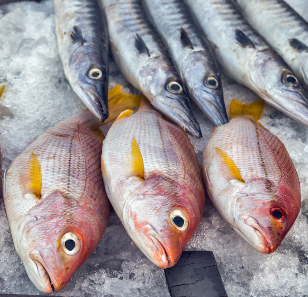 fish on ice