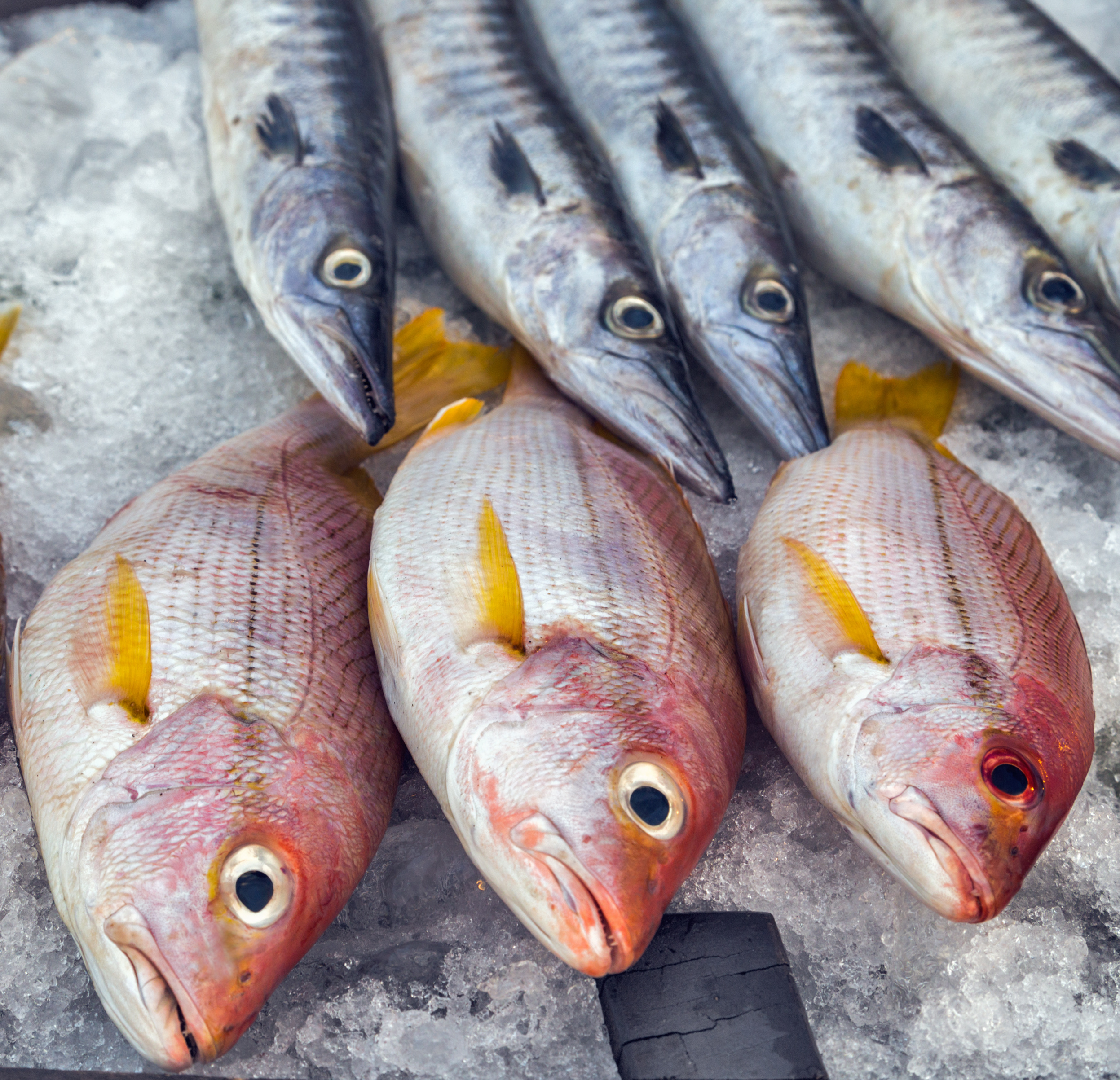 Catering section fish on ice Catering Trailer Hire